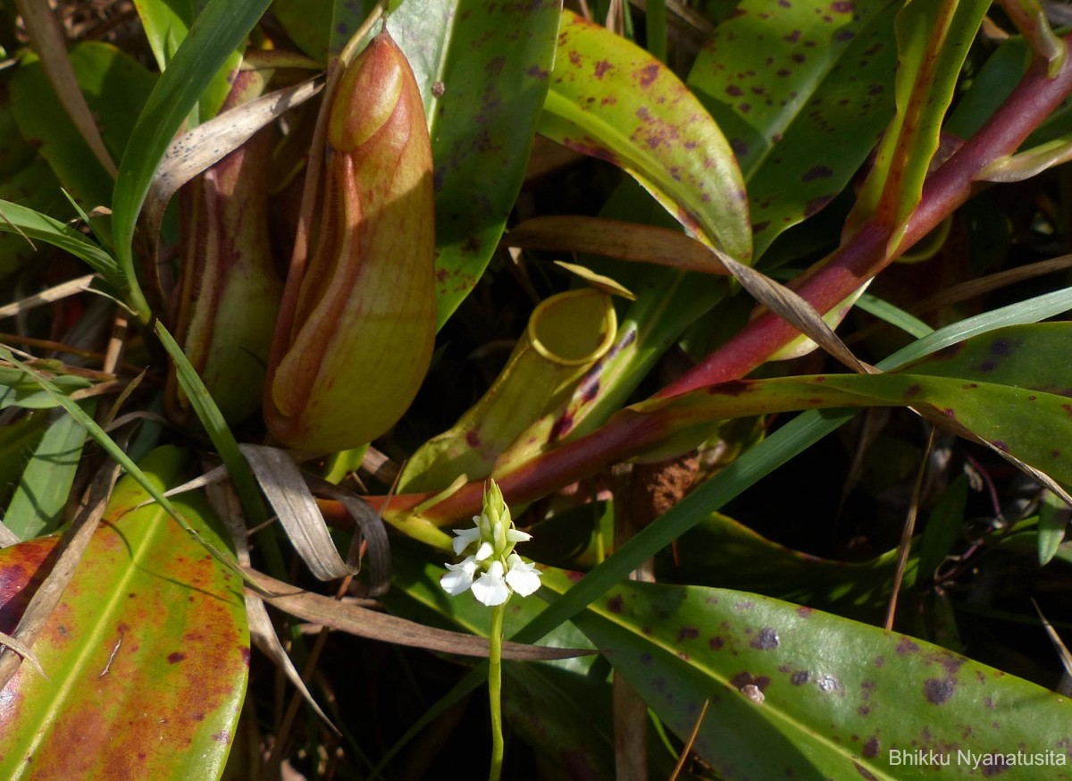 Nepenthes distillatoria L.